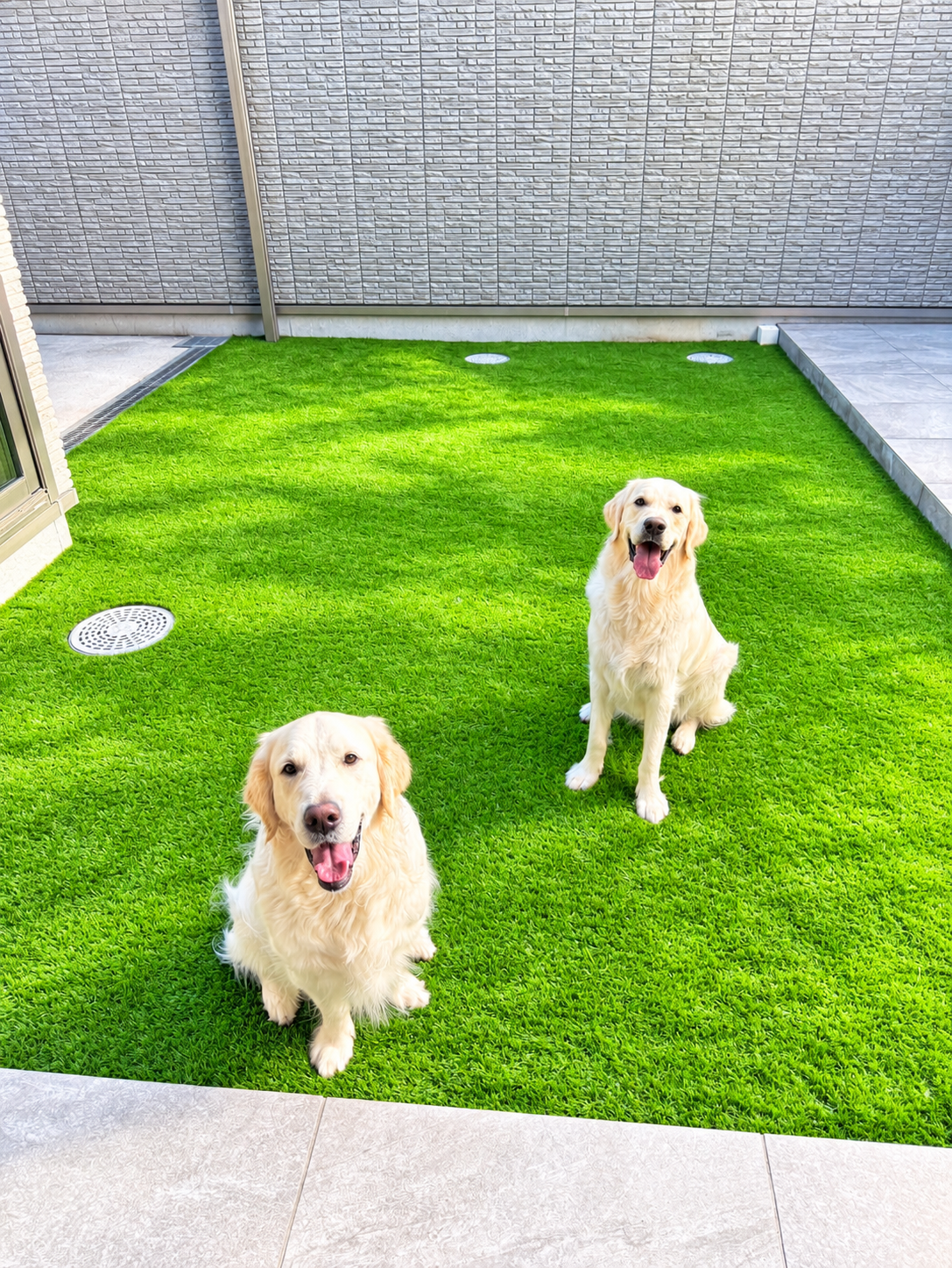 人工芝の庭でくつろぐ2匹の犬