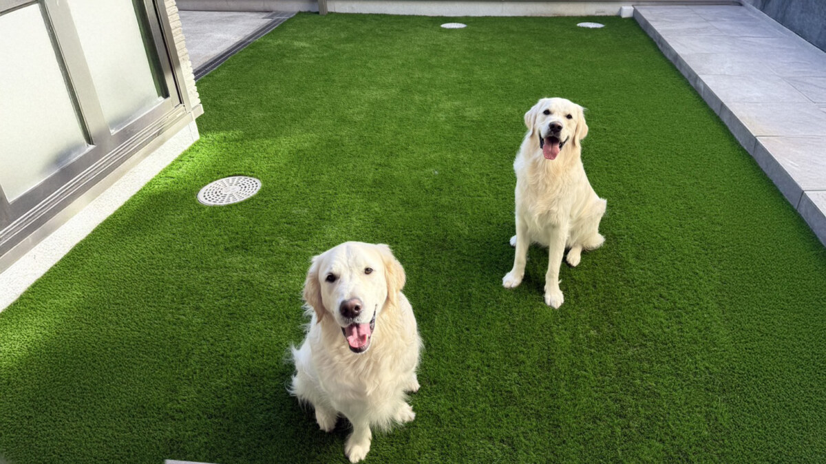 人工芝の庭でくつろぐ2匹の犬