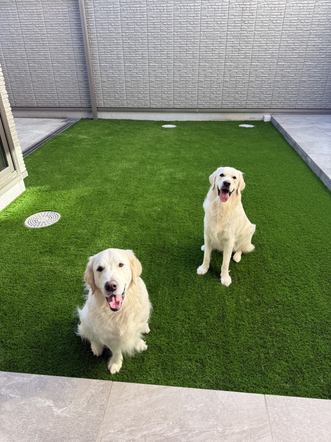 人工芝の庭でくつろぐ2匹の犬